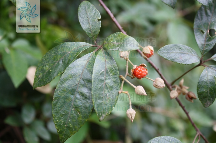 Rubus cochinchinensis